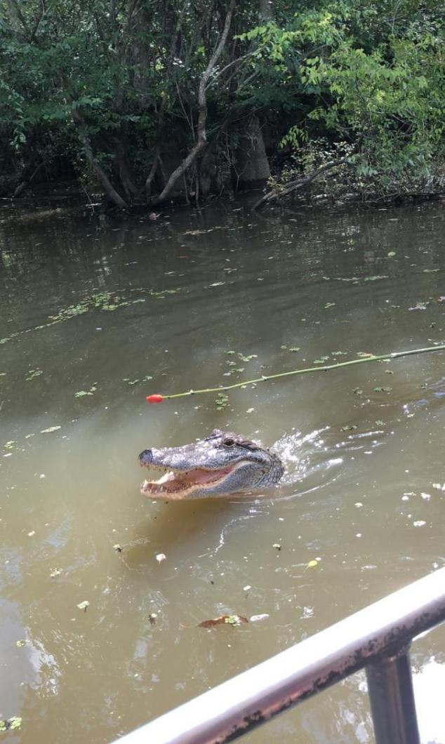 Gator Honey Island Swamp Tour